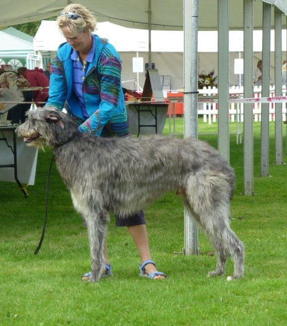 Beardswood Ripley for Calbraidh